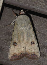 Green Cutworm